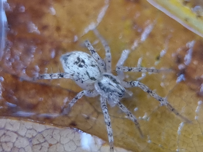 Anyphaena accentuata - jegyespók