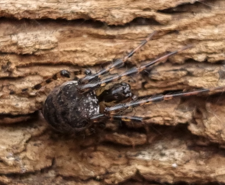 Metellina merianae - rejtett keresztespók