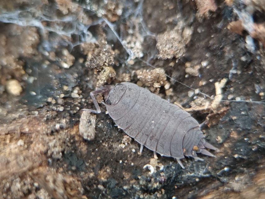 Porcellionides pruinosus - hamvas ászka Porcellionides pruinosus - hamvas ászka