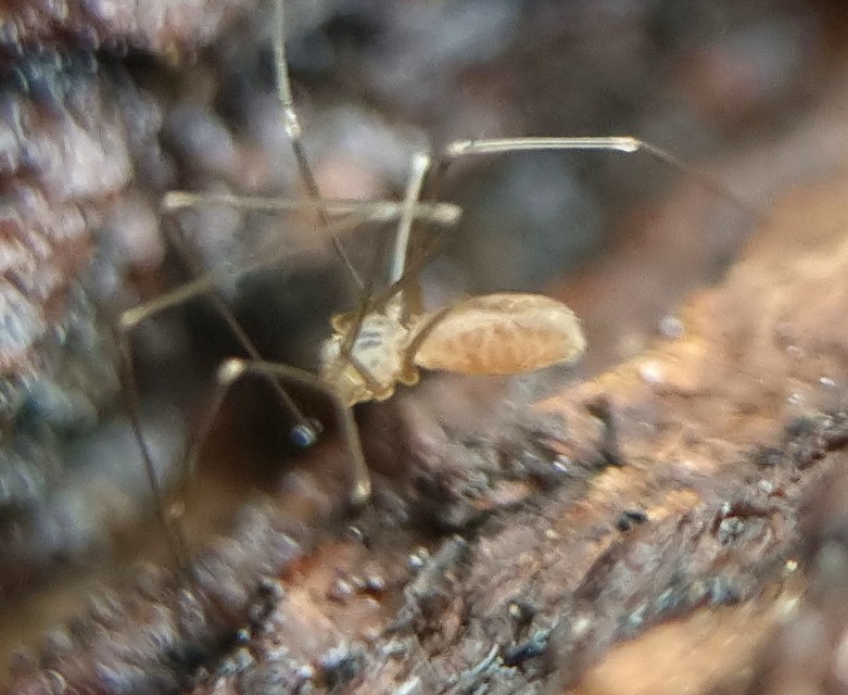 Pholcidae - álkaszáspókok