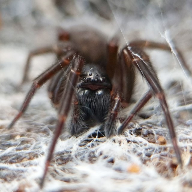 Amaurobius ferox - nagy eretnekpók