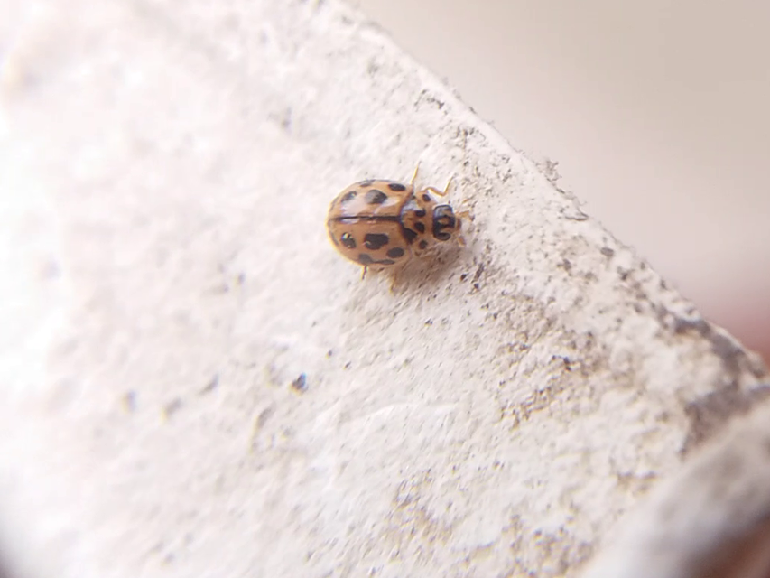 Tytthaspis sedecimpunctata - tizenhatpettyes katica