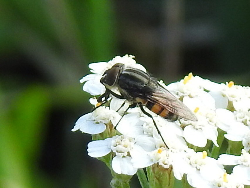 Stomorhina lunata - sáskaparazita légy