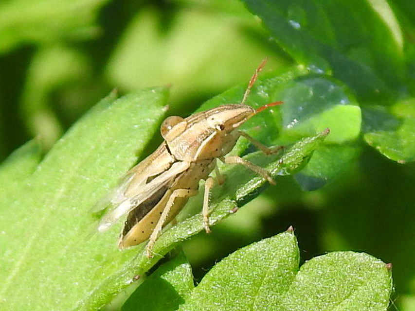 Aelia acuminata - közönséges szipolypoloska Aelia acuminata - közönséges szipolypoloska
