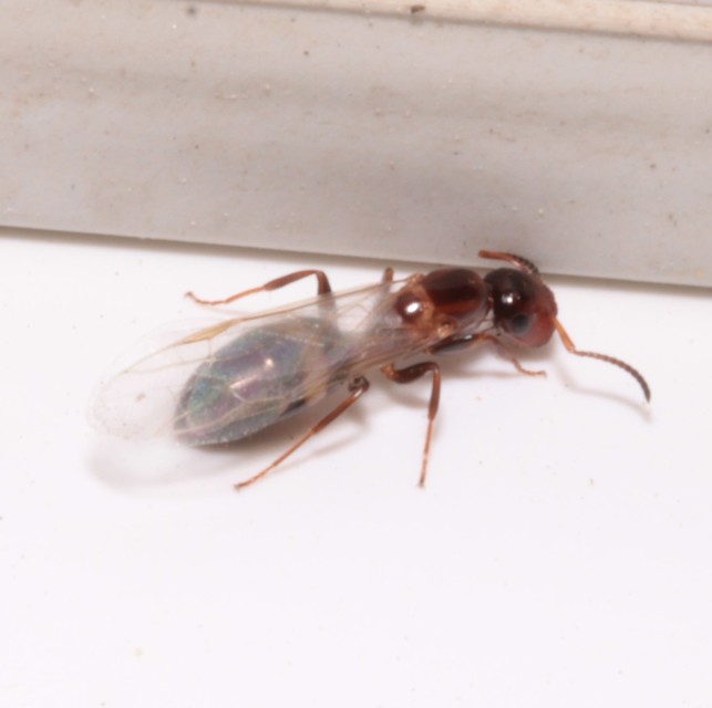Colobopsis truncata - kapushangya