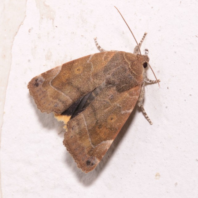 Cosmia affinis - barna lombbagoly