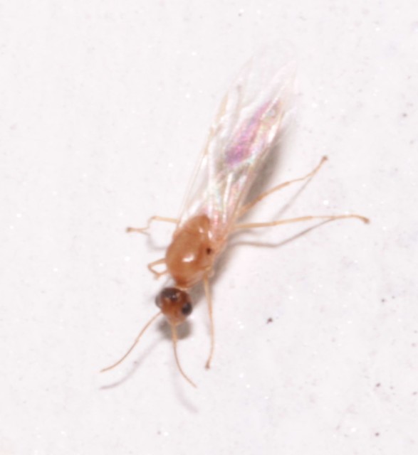 Colobopsis truncata - kapushangya