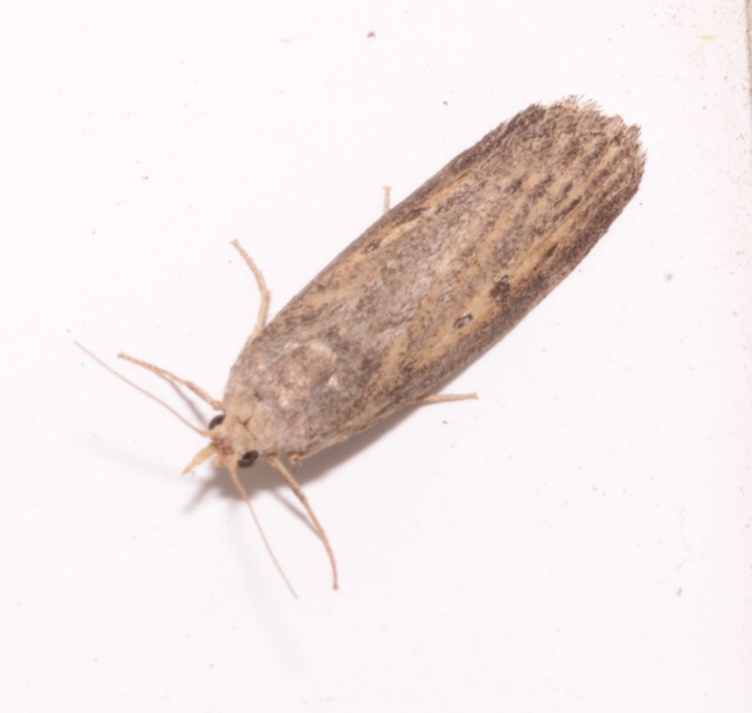 Lamoria