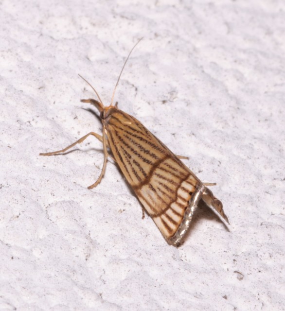 Chrysocrambus linetella - déli fűgyökérmoly