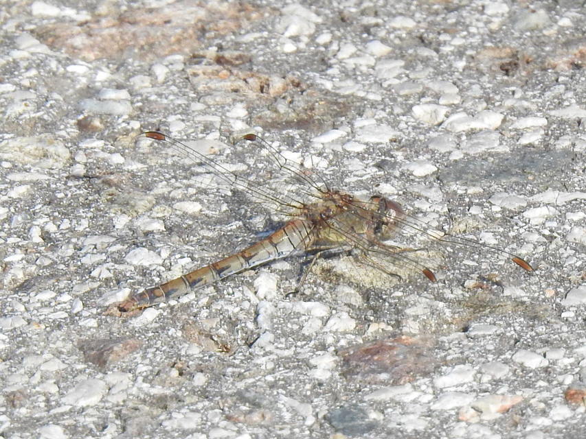 Sympetrum striolatum - harántsávos katona-szitakötő