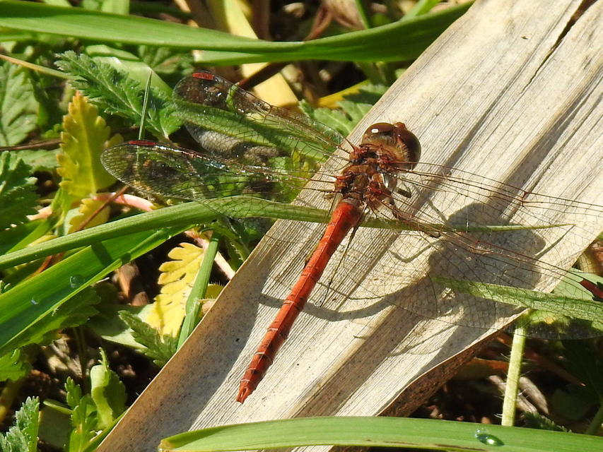 Sympetrum striolatum/vulgatum