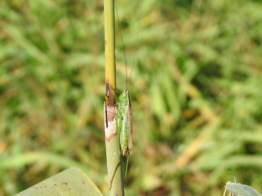 Conocephalus fuscus - kis kúpfejűszöcske