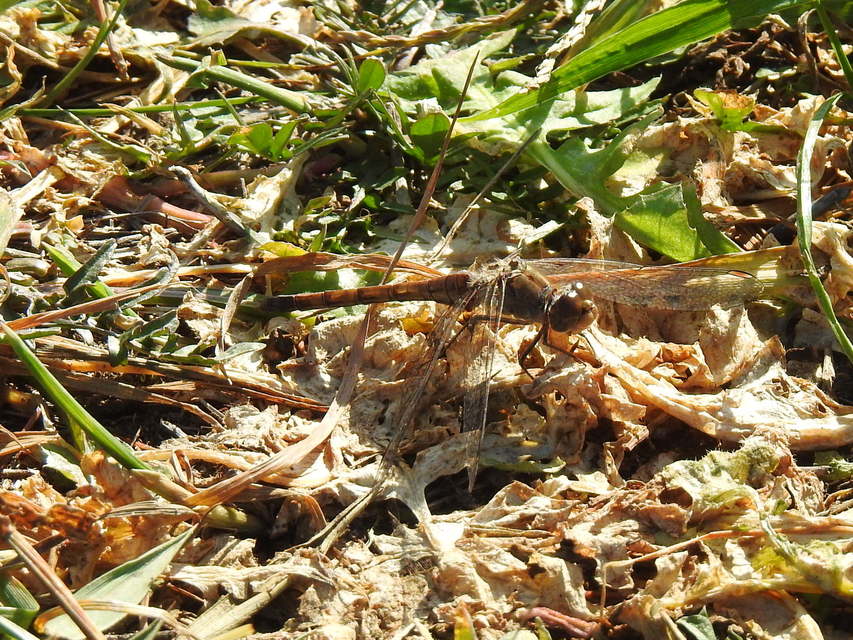 Sympetrum striolatum - harántsávos katona-szitakötő