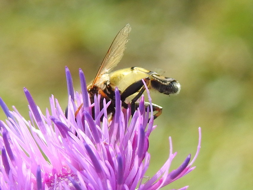 Helophilus trivittatus - nagy mocsárilégy