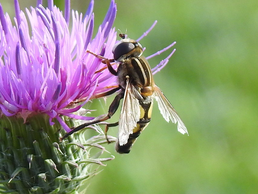 Helophilus trivittatus - nagy mocsárilégy