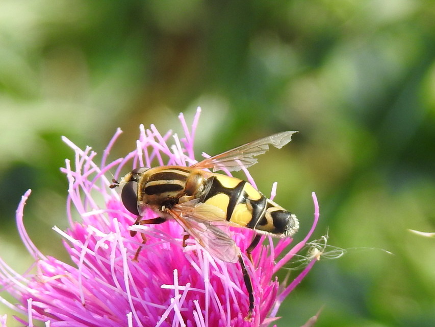 Helophilus trivittatus - nagy mocsárilégy