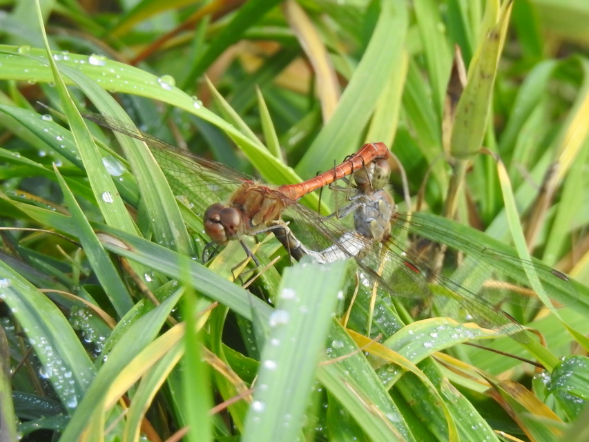 Sympetrum striolatum - harántsávos katona-szitakötő