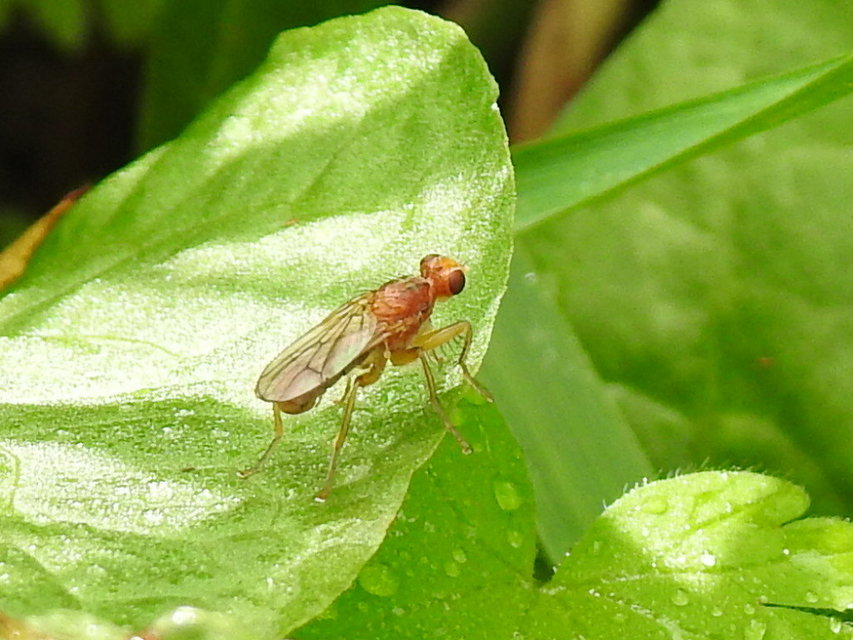 Norellisoma spinimanum