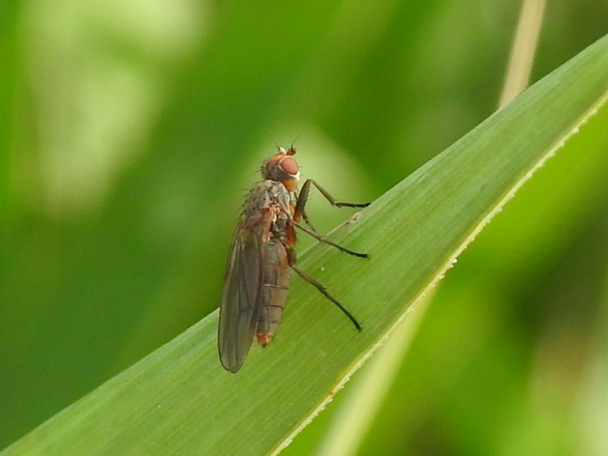 Heleomyzidae - tüskésszárnyú legyek