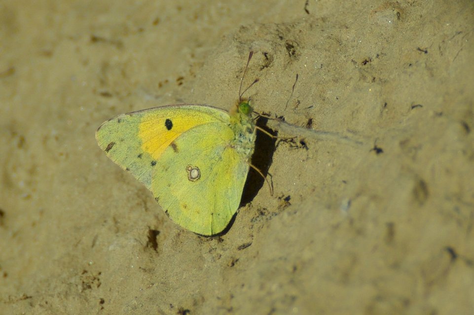 Colias croceus - sáfránylepke