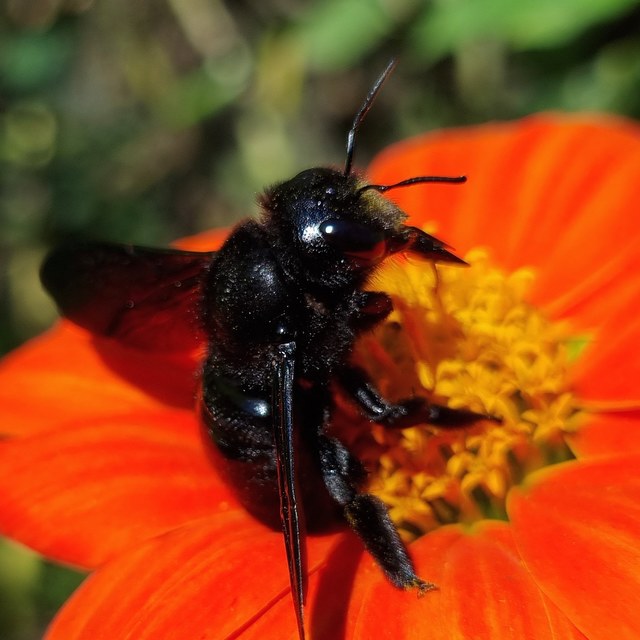 Xylocopa