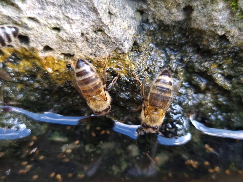 Apis mellifera - háziméh