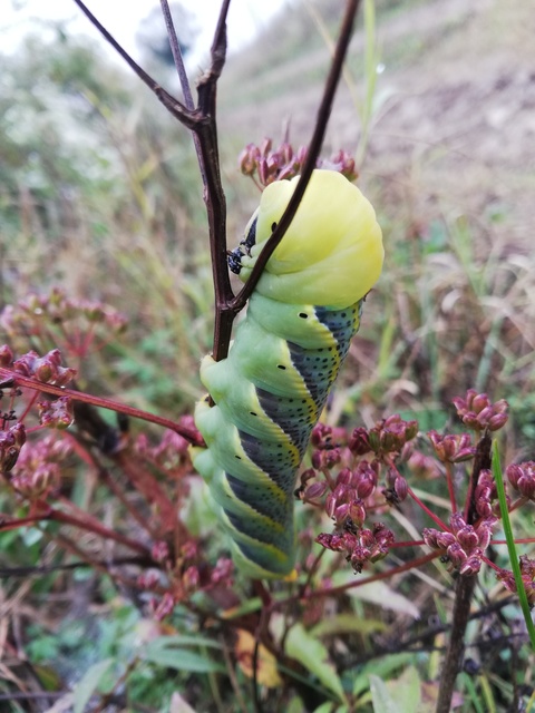 Acherontia atropos - halálfejes lepke