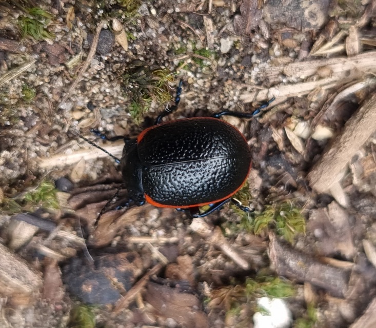 Chrysolina kuesteri - ráncos szegélyeslevelész