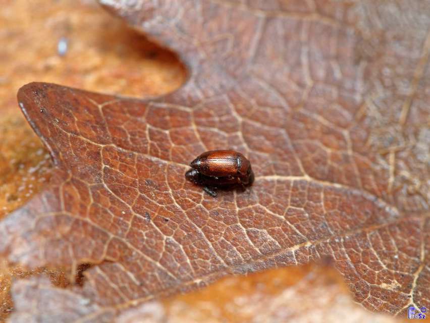 Anthobium atrocephalum - feketésfejű felemásholyva