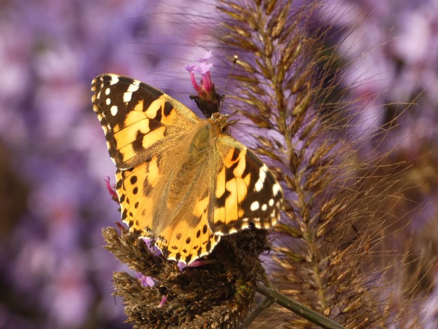 Vanessa cardui - bogáncslepke