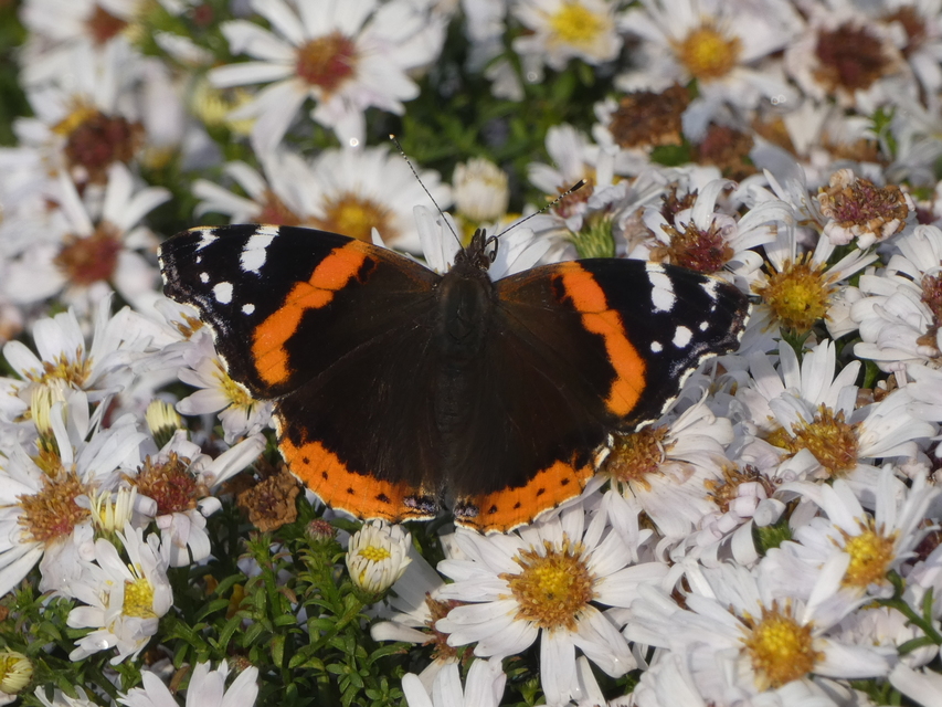 Vanessa atalanta - atalantalepke