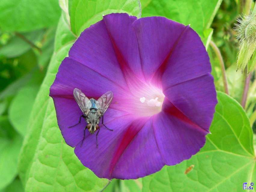 Calliphora vicina - kék dongólégy