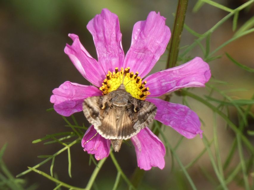 Autographa gamma - gammalepke