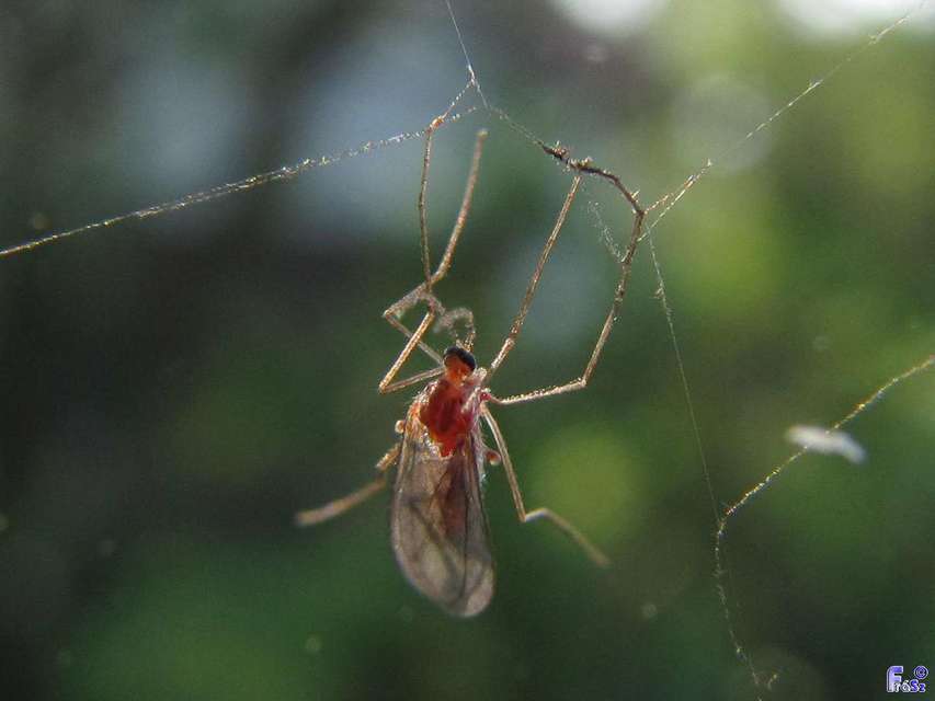 Cecidomyiidae - gubacsszúnyogok