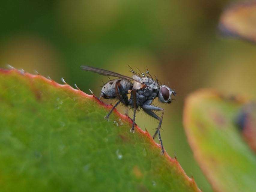 Coenosia tigrina