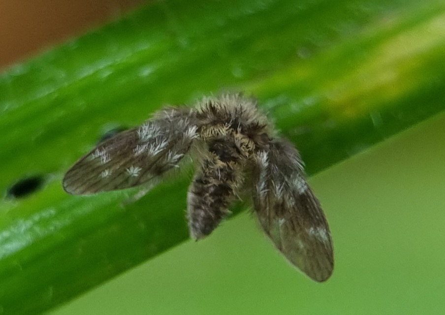 Psychodinae