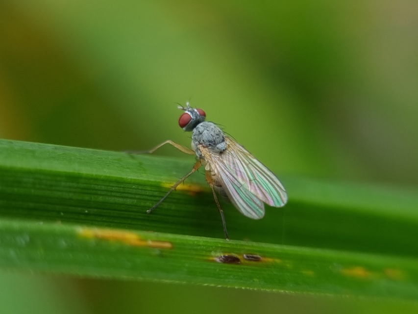 Coenosia