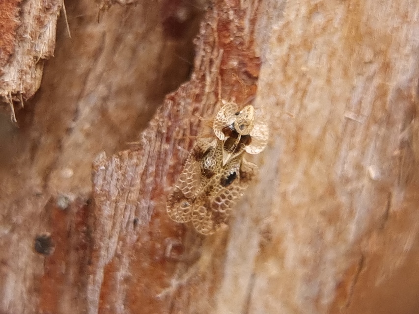 Corythucha arcuata - tölgy-csipkéspoloska