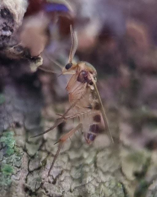 Mycetophilidae - gombaszúnyogok