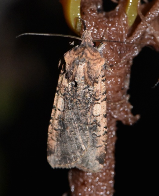 Peridroma saucia - vándor földibagoly