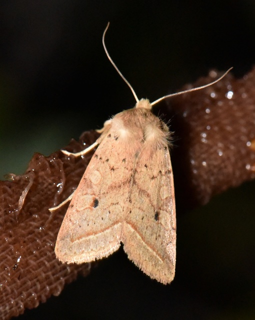 Leptologia macilenta - gyertyán-őszibagoly