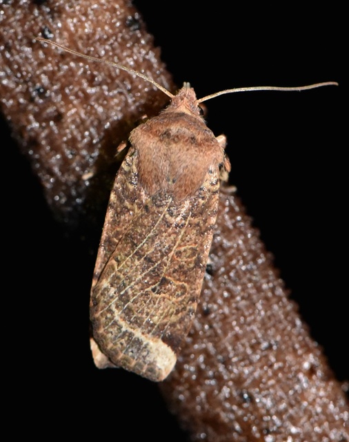 Conistra veronicae - veronika-őszibagoly