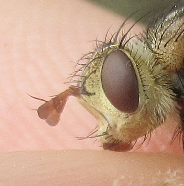 Tachina fera - közönséges fürkészlégy