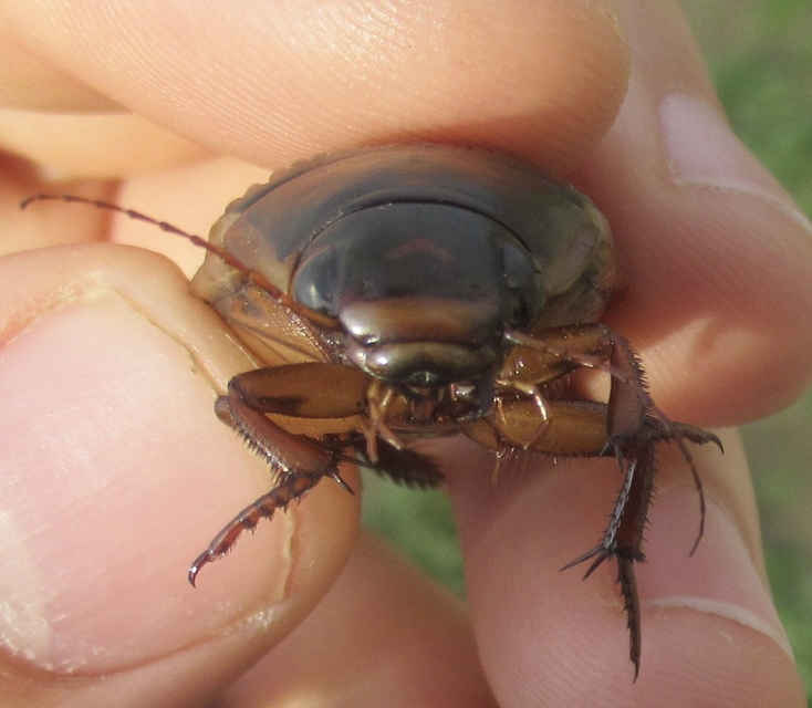 Dytiscus dimidiatus - tompacsípős csíkbogár