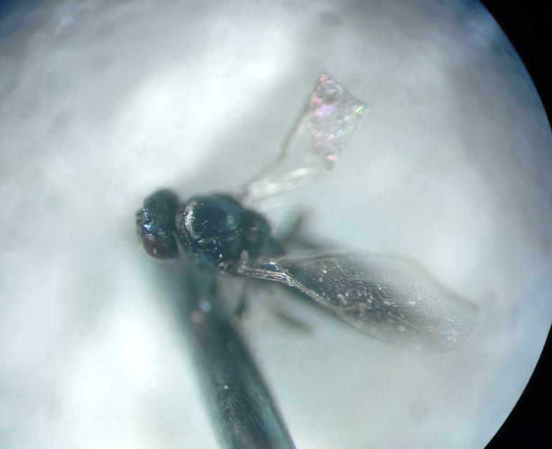 Baryscapus