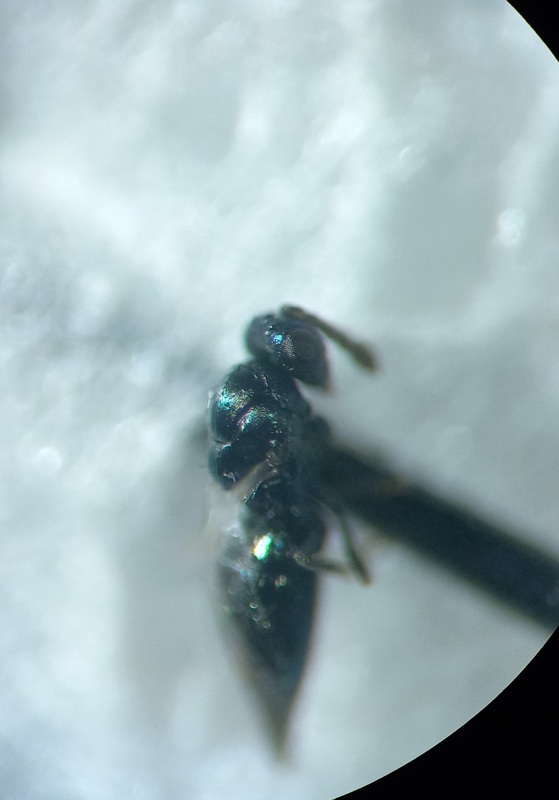 Baryscapus