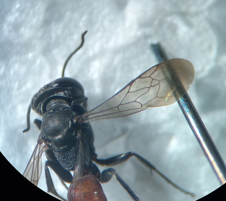 Miscophus bicolor
