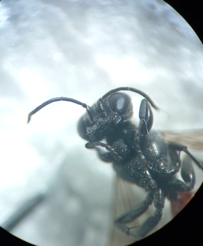 Miscophus bicolor