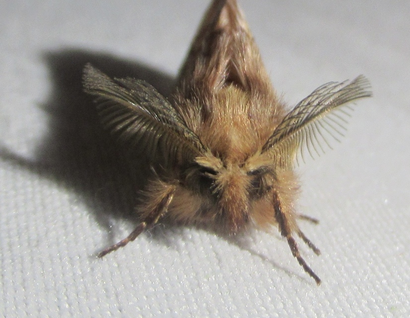 Ptilophora plumigera - tollas púposszövő