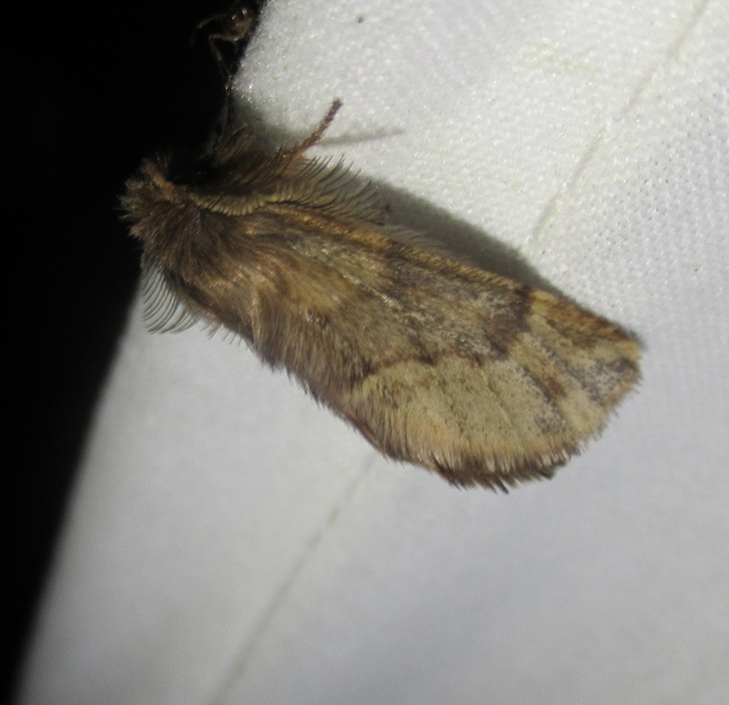 Ptilophora plumigera - tollas púposszövő